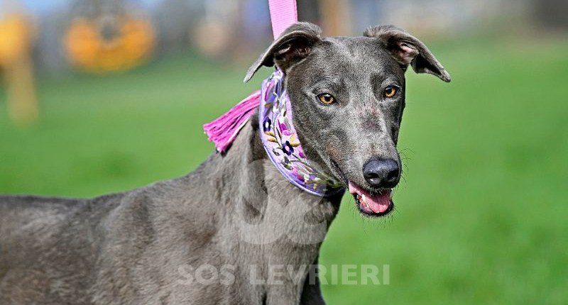 Belinda-Greyhound