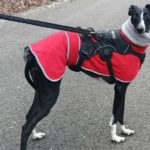 Blue-Galgo
