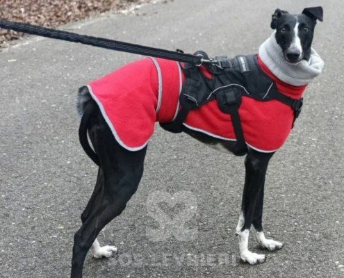 Blue-Galgo