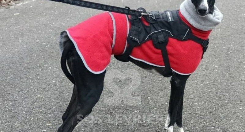 Blue-Galgo