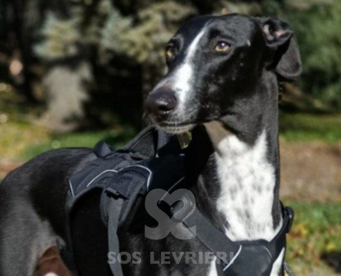 Blue-Galgo