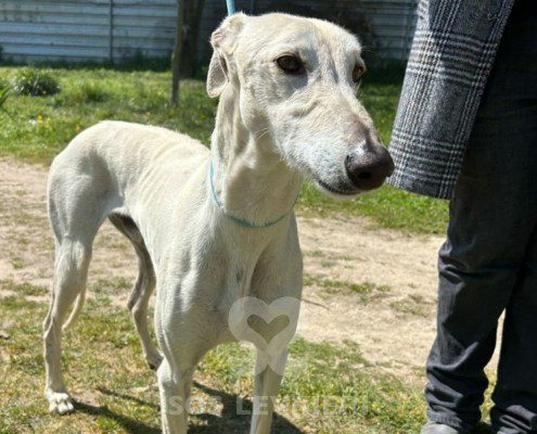 Brasero-Galgo