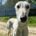 Brasero-Galgo