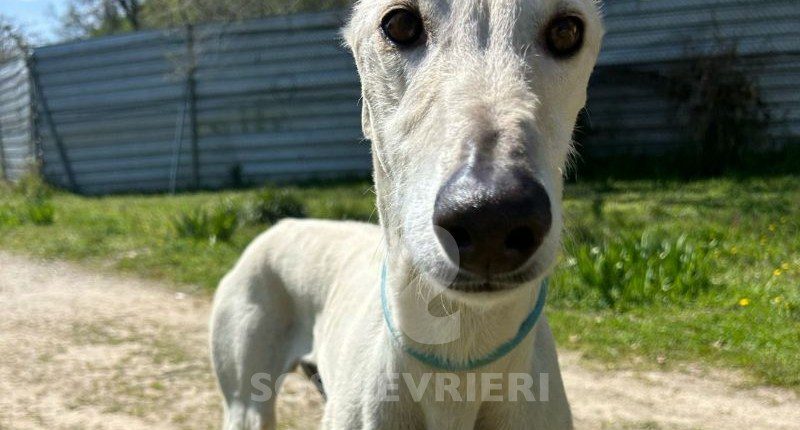 Brasero-Galgo
