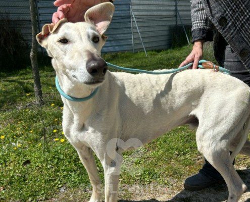 Brasero-Galgo