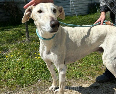 Brasero-Galgo