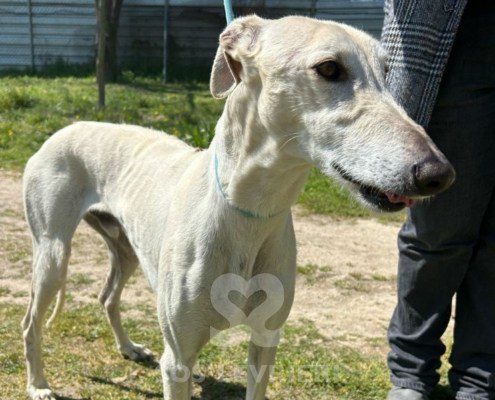 Brasero-Galgo
