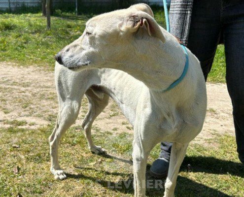 Brasero-Galgo