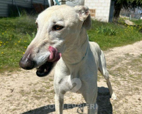 Brasero-Galgo