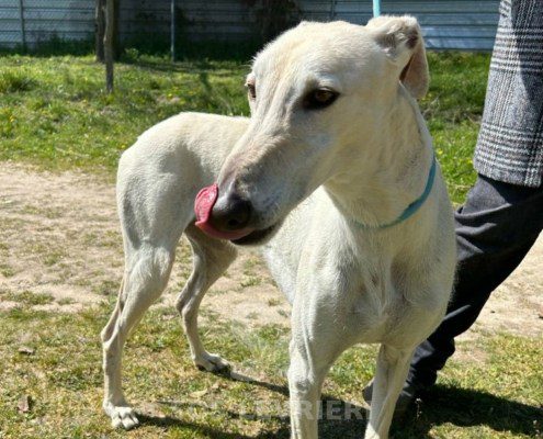 Brasero-Galgo
