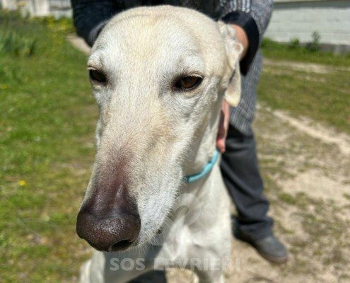 Brasero-Galgo