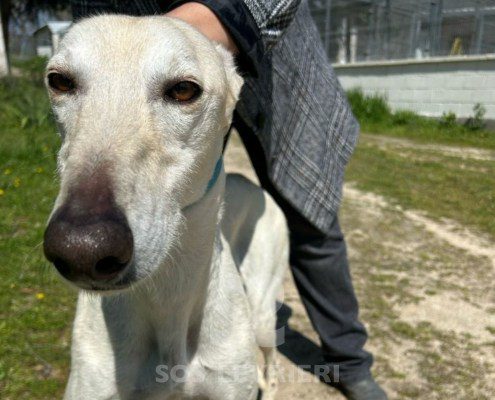 Brasero-Galgo