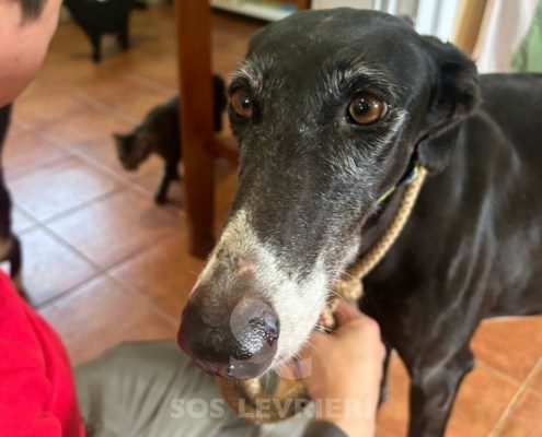 Chozana-Galgo