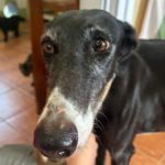 Chozana-Galgo