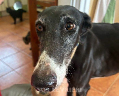 Chozana-Galgo