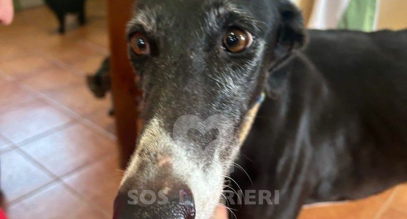 Chozana-Galgo