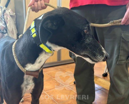 Chozana-Galgo