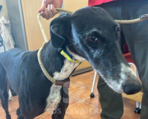 Chozana-Galgo