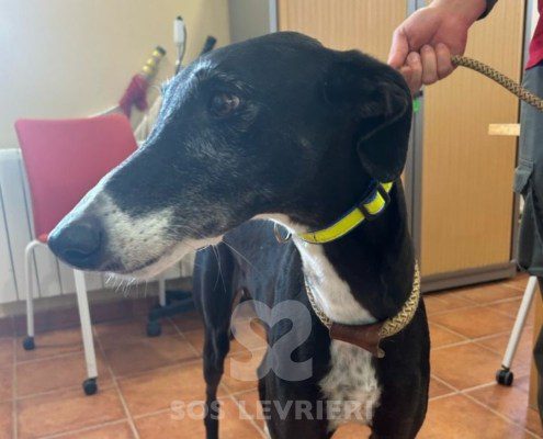 Chozana-Galgo