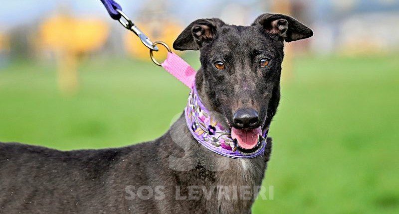 Clare-Greyhound