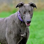 Connie-Greyhound