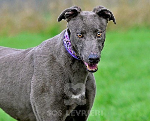 Connie-Greyhound