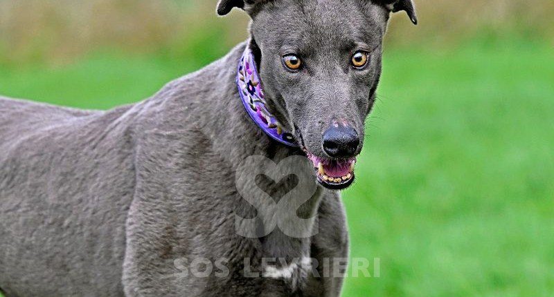 Connie-Greyhound