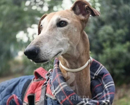 Curro-Galgo