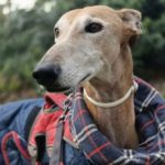 Curro-Galgo