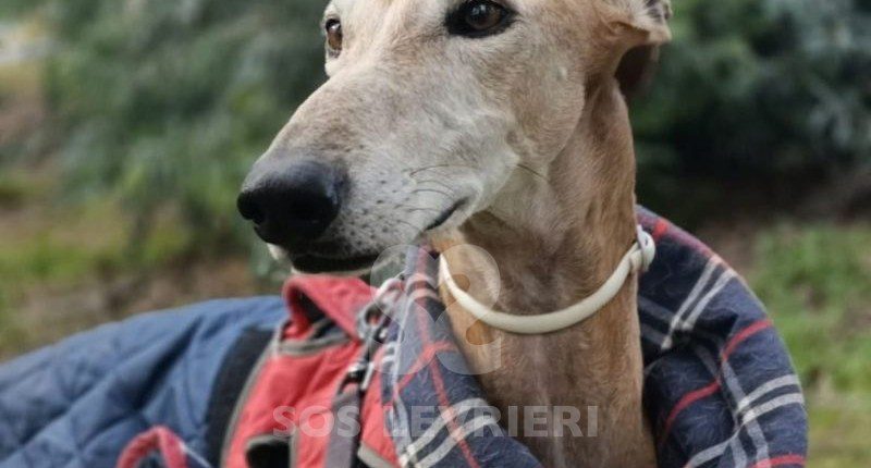 Curro-Galgo