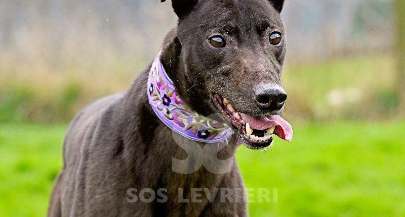 Duke-Greyhound