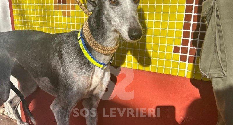 Fanga-Galgo
