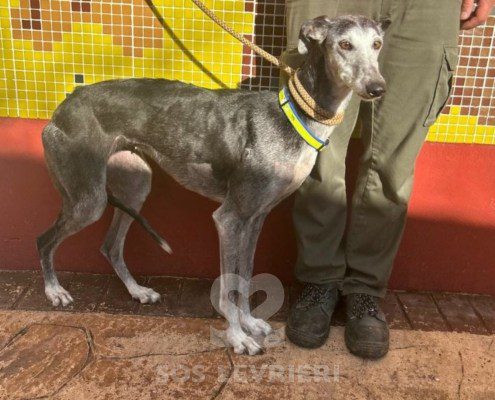 Fanga-Galgo