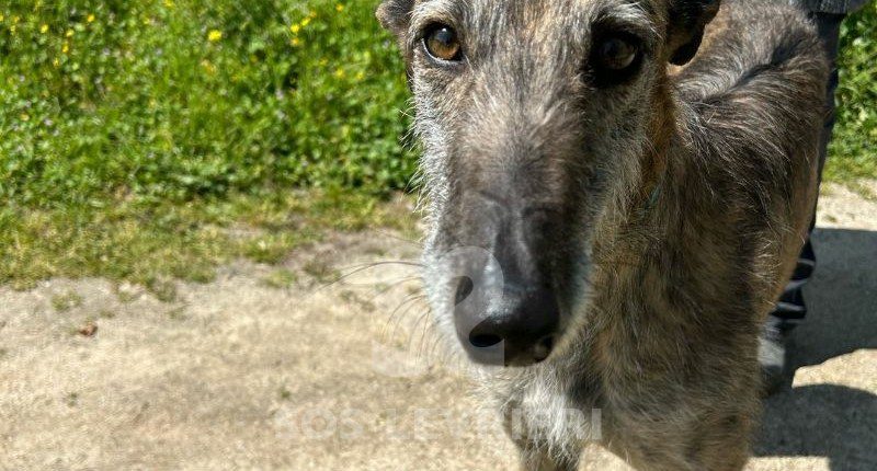 Faraón-Galgo