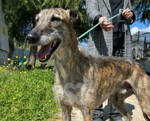 Faraón-Galgo