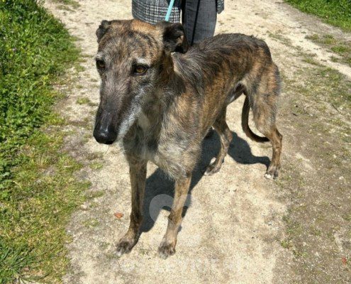 Faraón-Galgo
