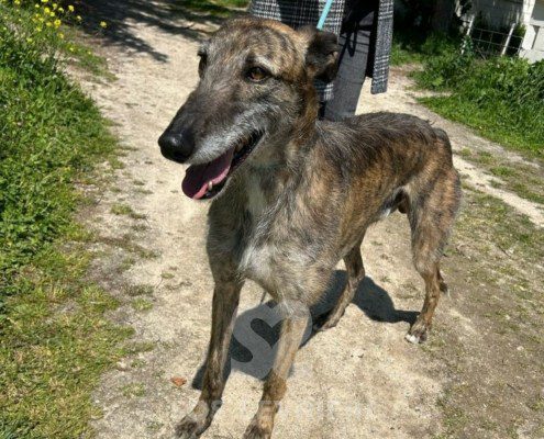 Faraón-Galgo