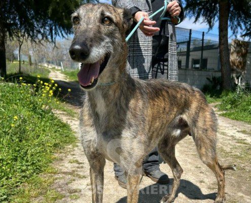 Faraón-Galgo