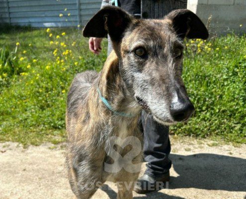 Faraón-Galgo