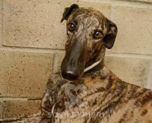 Flash-Galgo