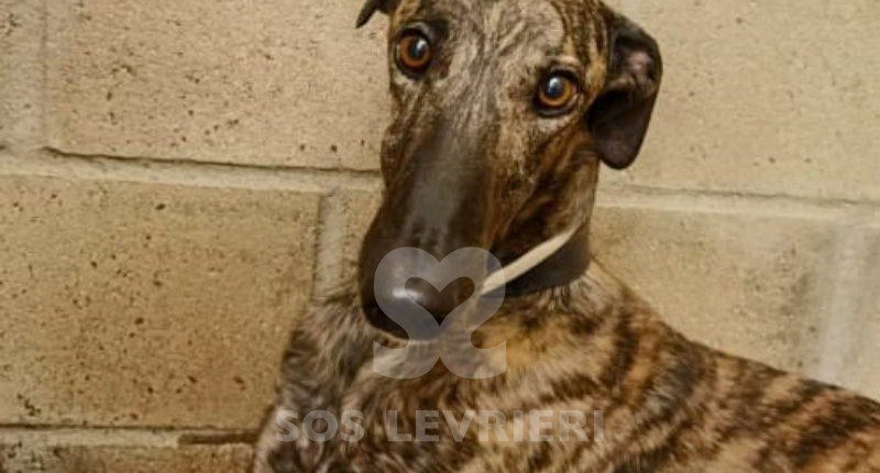 Flash-Galgo