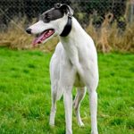 Gandalf-Greyhound