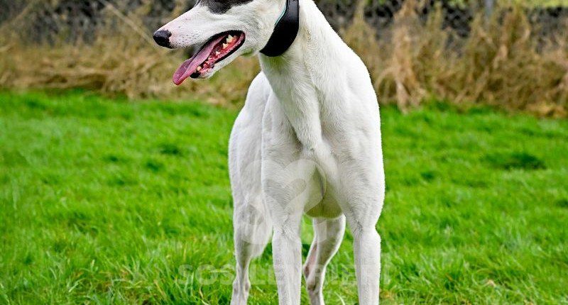 Gandalf-Greyhound