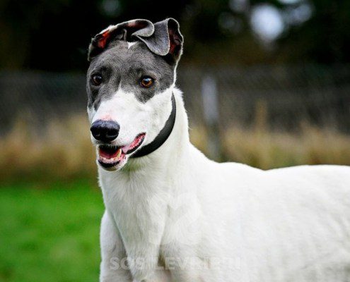 Gandalf-Greyhound
