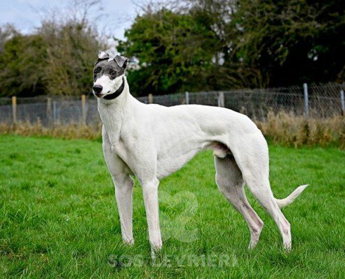Gandalf-Greyhound