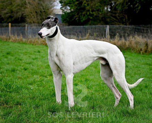 Gandalf-Greyhound