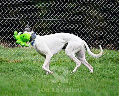 Gandalf-Greyhound