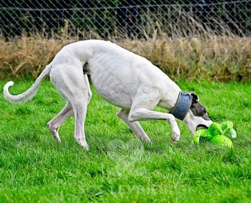 Gandalf-Greyhound