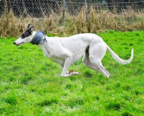 Gandalf-Greyhound