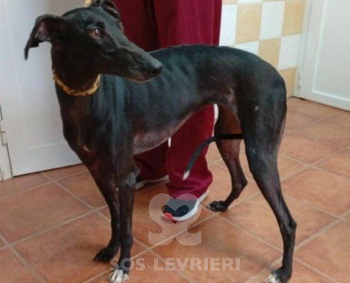 Inés de Bohemia-Galgo